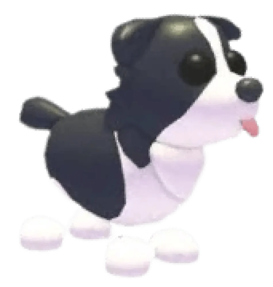 MFR Border Collie