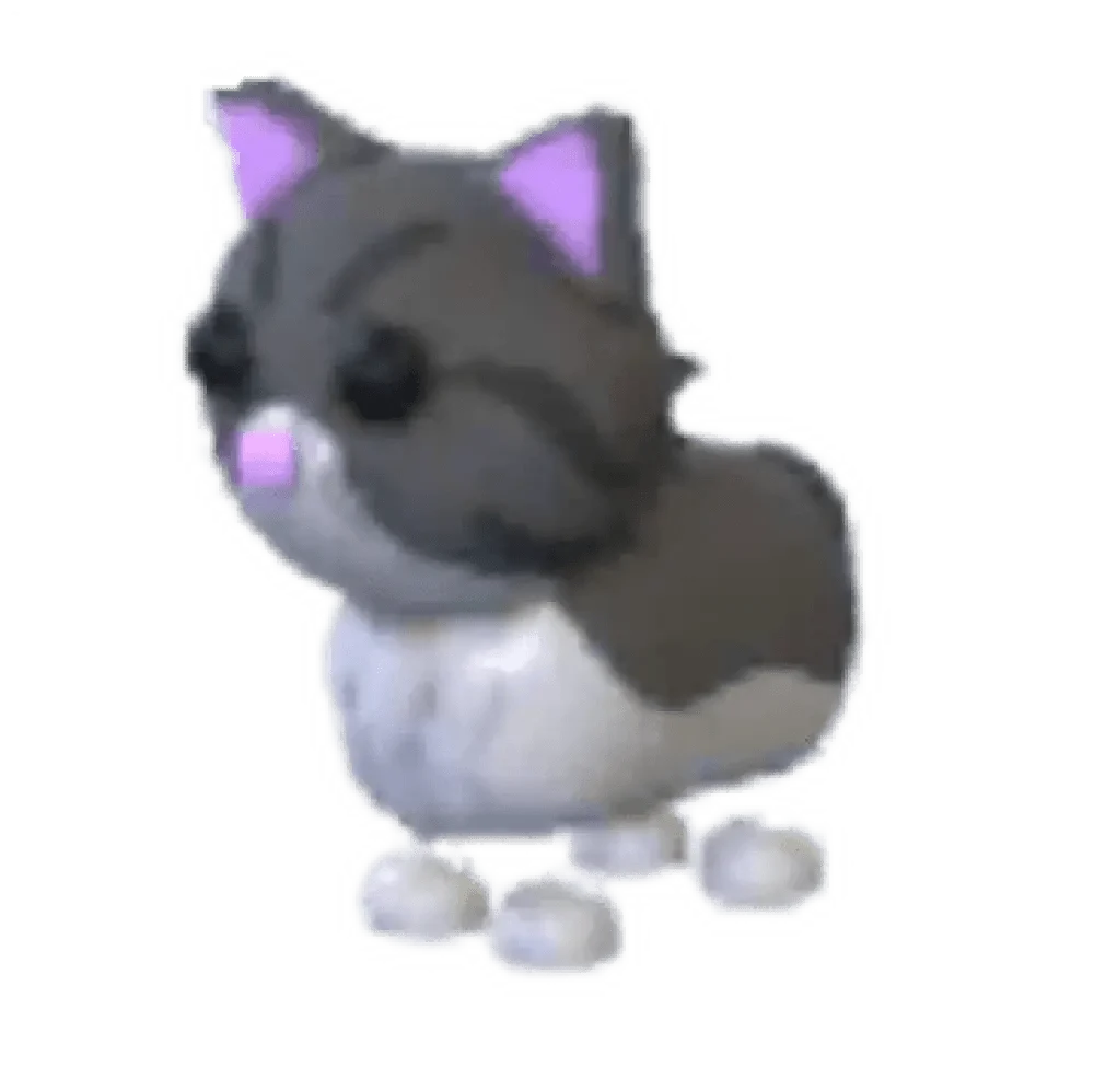 MFR Persian Cat