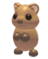 Quokka
