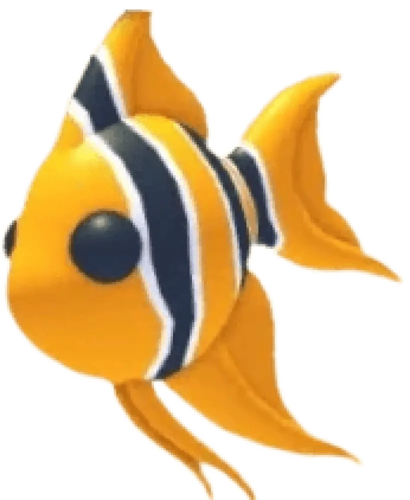 NFR Angelfish