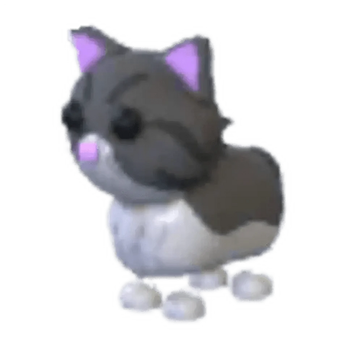 NFR Persian Cat